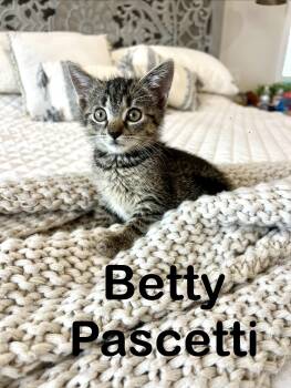 Betty Pascetti -  Domestic Short Hair Cat for Adoption - Betty Pascetti | PetCurious