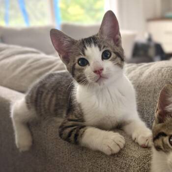 Ferb -  Domestic Short Hair Cat for Adoption - Ferb | PetCurious