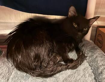 Sylvester -  Domestic Short Hair Cat for Adoption in Cincinnati, Ohio - Sylvester | PetCurious