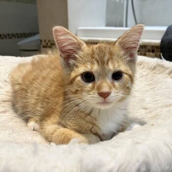 Flame -  Domestic Medium Hair Cat for Adoption in Ferndale, Michigan - Flame | PetCurious