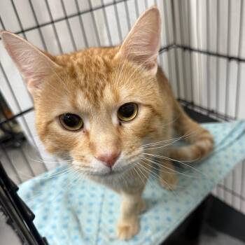 Bumblebee -  Domestic Short Hair Cat for Adoption in Normal, Illinois - Bumblebee | PetCurious