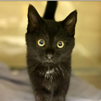 Rescue Domestic Short Hair Cats for Adoption in Concord, North Carolina - Rosemary | PetCurious