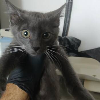 Lady -  Domestic Short Hair Cat for Adoption in Lakeland, Florida - Lady | PetCurious