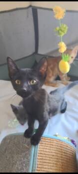 Harry Loving -  Domestic Short Hair Cat for Adoption in Chandler, Arizona - Harry Loving | PetCurious