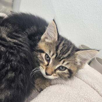Pita -  Domestic Medium Hair Cat for Adoption in Kalamazoo, Michigan - Pita | PetCurious