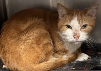 Rescue Domestic Short Hair Cats for Adoption in Lowell, Massachusetts - Nugget | PetCurious