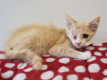 ONE PIECE -  Domestic Short Hair Cat for Adoption in Sacramento, California - ONE PIECE | PetCurious