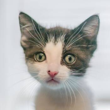 Sly -  Domestic Short Hair Cat for Adoption in Hilton Head Island, South Carolina - Sly | PetCurious