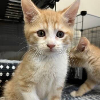 Paul Simon -  Domestic Short Hair Cat for Adoption in Baker City, Oregon - Paul Simon | PetCurious