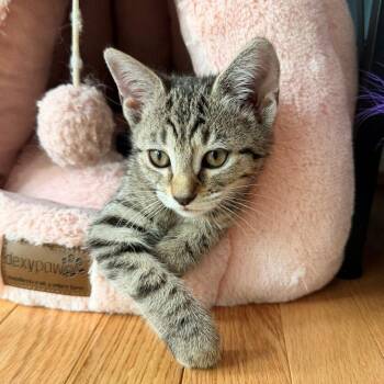 Ptah -  Domestic Short Hair Cat for Adoption in Candler, North Carolina - Ptah | PetCurious
