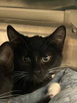 Rescue Domestic Short Hair Cats for Adoption in Munster, Indiana - Bissell | PetCurious