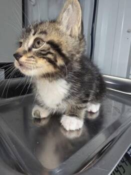 Domestic Short Hair Cats Available for Adoption in Simcoe, Ontario - Aulad  (Marko) | PetCurious