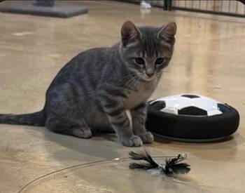 Onyx -  Domestic Short Hair Cat for Adoption in Lincoln, Nebraska - Onyx | PetCurious