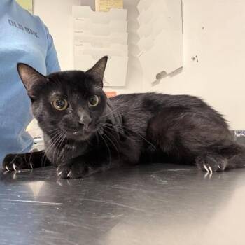 Eight -  Domestic Short Hair Cat for Adoption in New York, New York - Eight | PetCurious