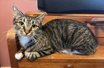Rescue Domestic Short Hair Cats for Adoption in Redlands, California - Daisy | PetCurious