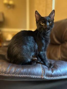 Kiwi26 -  Domestic Short Hair Cat for Adoption in Youngsville, North Carolina - Kiwi26 | PetCurious