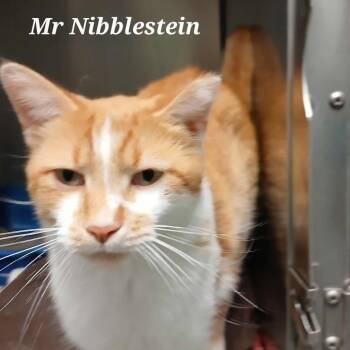 Rescue Domestic Short Hair Cats for Adoption in Richmond, Indiana - Mr Nibblestein | PetCurious