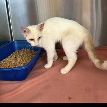 Snowball -  Domestic Short Hair Cat for Adoption in Kingman, Arizona - Snowball | PetCurious