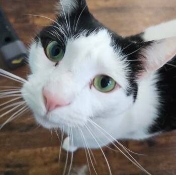 Rescue Domestic Short Hair Cats for Adoption in Camp Hill, Pennsylvania - Dodger | PetCurious