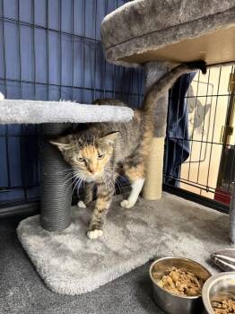 Calico and Tabby Cats Available for Adoption in Mundelein, Illinois - Graffiti | PetCurious