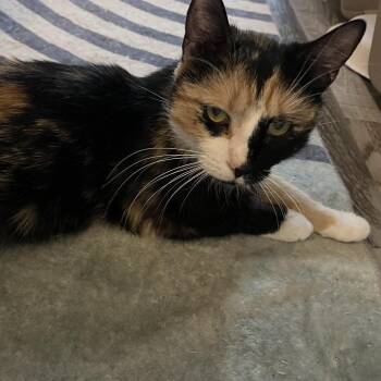 Domestic Short Hair Cats Available for Adoption in Baltimore, Maryland - Caradonna | PetCurious