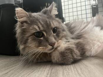 Domestic Long Hair Cats Available for Adoption in Springfield, Oregon - Matty | PetCurious