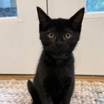 Ronda aka Clover -  Domestic Short Hair Cat for Adoption in Cumming, Georgia - Ronda Aka Clover | PetCurious