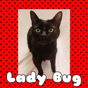 Domestic Short Hair Cats Available for Adoption - Ladybug | PetCurious