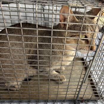 Sheila -  Domestic Short Hair Cat for Adoption in Edinburg, Texas - Sheila | PetCurious
