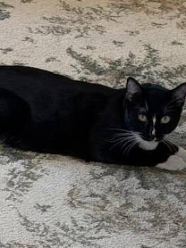 Bulbasaur -  Tuxedo Cat for Adoption in Parlier, California - Bulbasaur | PetCurious