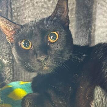 Jasper -  Domestic Short Hair Cat for Adoption in Buffalo, New York - Jasper | PetCurious