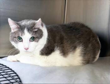 Apollo -  Domestic Short Hair Cat Available for Adoption in Nashville, Tennessee - Apollo | PetCurious