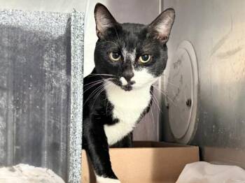 Chessboard -  Domestic Short Hair Cat for Adoption in New York, New York - Chessboard | PetCurious