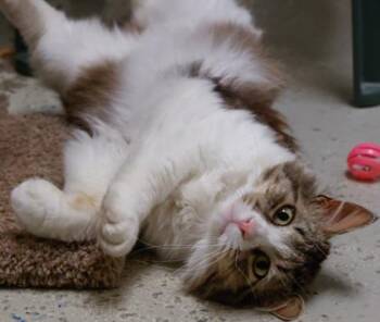 Speck -  Domestic Medium Hair and Domestic Short Hair Cat for Adoption in Verona, Wisconsin - Speck | PetCurious