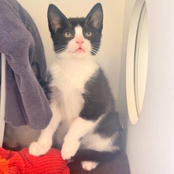 Rosey Yellow -  Domestic Short Hair Cat for Adoption in Ojai, California - Rosey Yellow | PetCurious