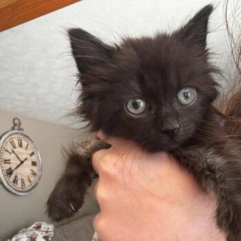 Natasha -  Domestic Medium Hair Cat for Adoption in South Bend, Indiana - Natasha | PetCurious