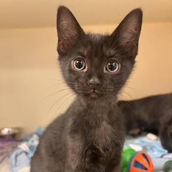 Dart -  Domestic Short Hair Cat for Adoption in South Elgin, Illinois - Dart | PetCurious