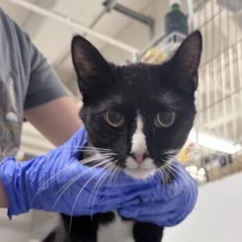 Domestic Short Hair Cats Available for Adoption in New York, New York - Gunther | PetCurious