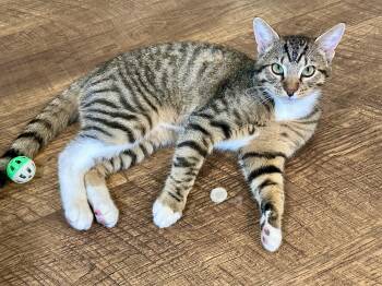 Rescue Domestic Short Hair and Tabby Cats for Adoption in Brierfield, Alabama - Rocco | PetCurious