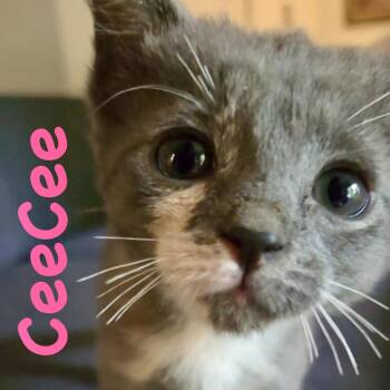 Domestic Short Hair Cats Available for Adoption in Reston, Virginia - CeeCee | PetCurious