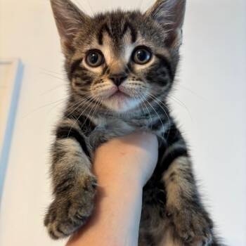 Fynn -  Domestic Short Hair Cat Available for Adoption in Johnstown, Pennsylvania - Fynn | PetCurious