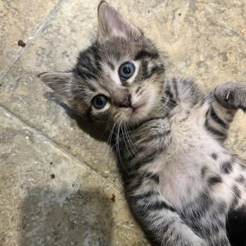 Domestic Short Hair and Tabby Cats Available for Adoption in Mastic, New York - Kai | PetCurious