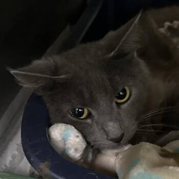 Smokie -  Domestic Short Hair Cat for Adoption in Bentonville, Arkansas - Smokie | PetCurious