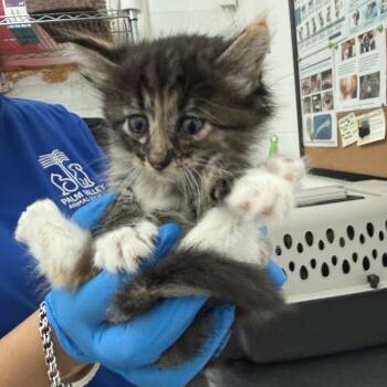 Domestic Short Hair Cats Available for Adoption - Georgette | PetCurious