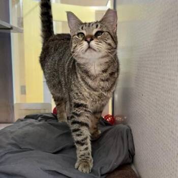 Lucy -  Domestic Short Hair Cat for Adoption in Richmond, Virginia - Lucy | PetCurious