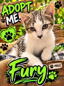Fury -  Domestic Short Hair Cat for Adoption in Shelbyville, Tennessee - Fury | PetCurious