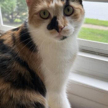 Brenda -  Calico Cat for Adoption in Avondale, Pennsylvania - Brenda | PetCurious