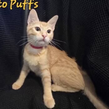 Cheeto Puffs -  Domestic Short Hair Cat for Adoption in Westminster, California - Cheeto Puffs | PetCurious