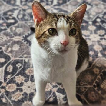 Domestic Short Hair Cats Available for Adoption in Dubois, Pennsylvania - Huxley | PetCurious