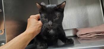 *Kyupi* -  Domestic Short Hair Cat for Adoption in Salt Lake City, Utah - *Kyupi* | PetCurious
